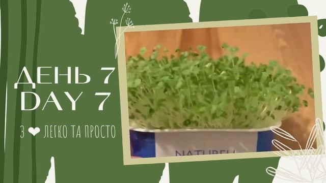 МІКРОЗЕЛЕНЬ чіа🌱 паростки ЧІА 🌱 Користь НАСІННЯ ЧІА🌱