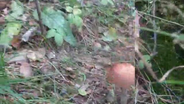 Орловская область По грибочки Роща с Цвеленево 2019 смотреть онлайн