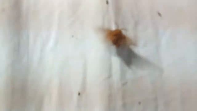 DSCF8219-rimicola смотреть онлайн