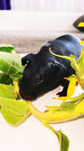 Лысая свинка нашёл еду смотреть онлайн