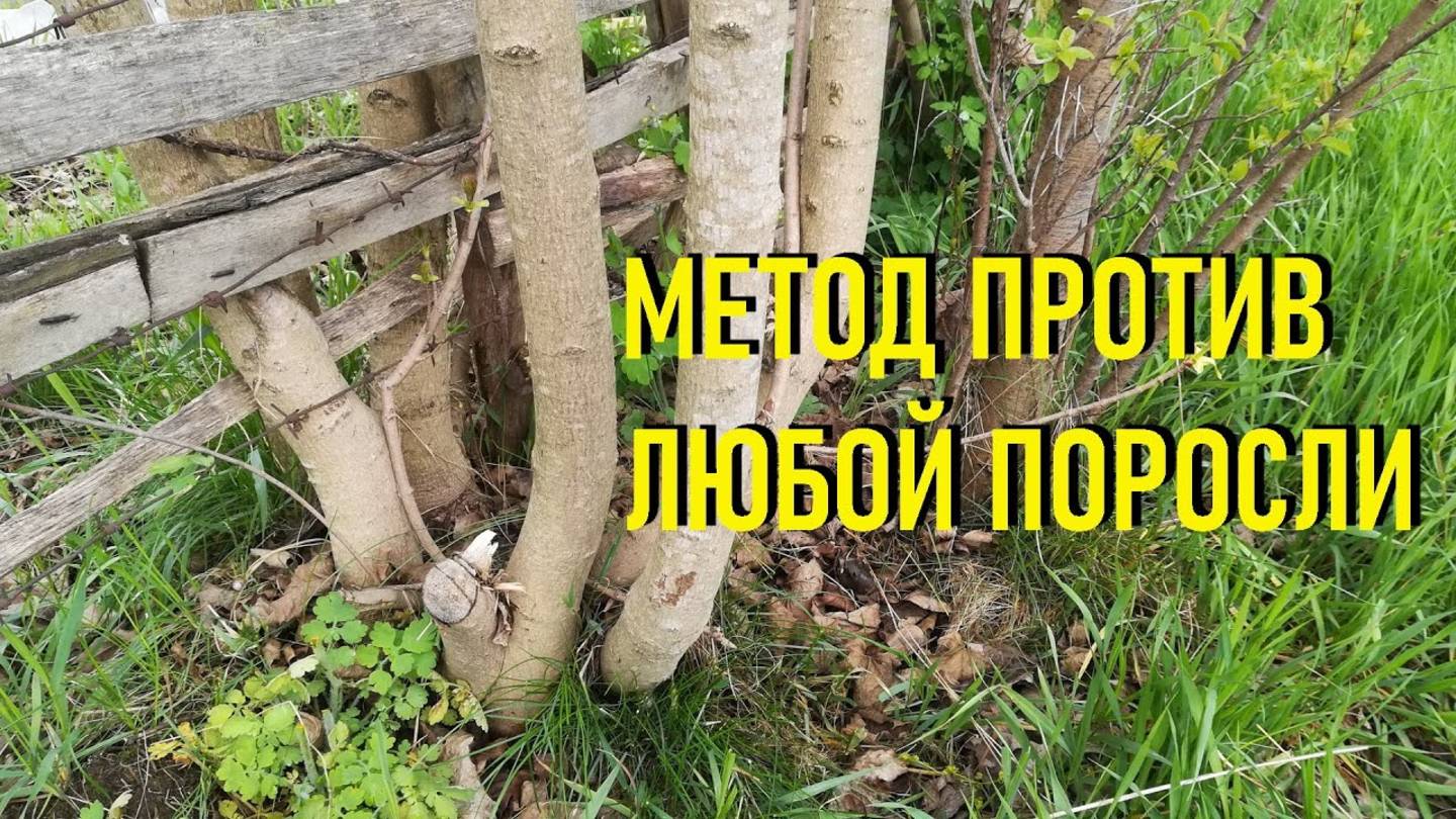 Садоводы в шоке! Этот способ избавит ваш участок от поросли за 1 день - работает даже зимой!