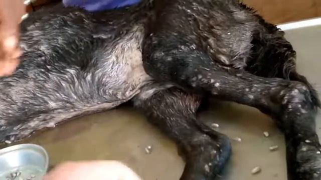 Remove mango worms from dog - Remove mango worms from dog skin Удалите манговых червей с кожи собак смотреть онлайн