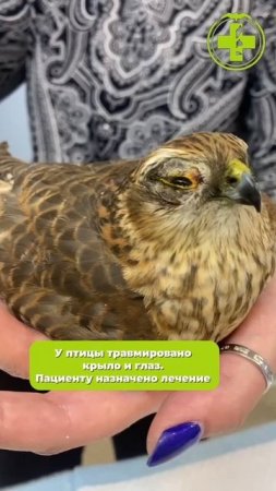 Спасение птицы