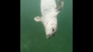 Морские котики или дальневосточные тюлени ларга