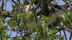 Водная жизнь - [14_26] Соленые леса