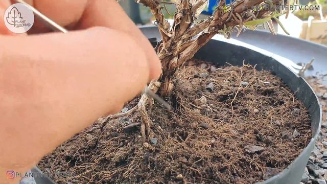 Bonsai Diary #5 Lavender cutting back for the season смотреть онлайн