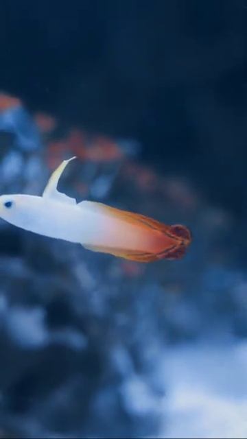 Огненная рыба-стрелка смотреть онлайн