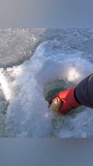 Не окунь, а ОКУНЯРА! На мормышку #рыбацкий #рыбалка #рыбалкавбашкирии смотреть онлайн