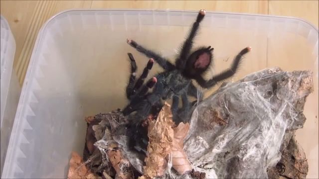 Avicularia geroldi mating (3rd female) смотреть онлайн