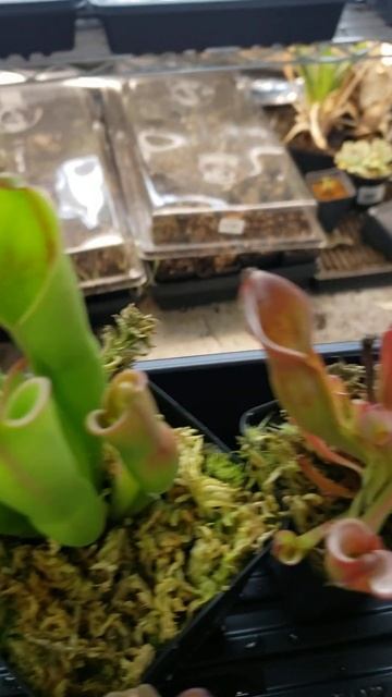 Feeding Heliamphora carnivorousplants houseplants plants plantcare