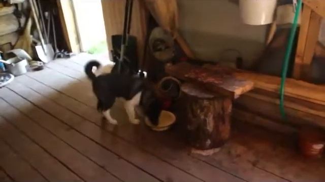 Тунька и сайда 5 смотреть онлайн