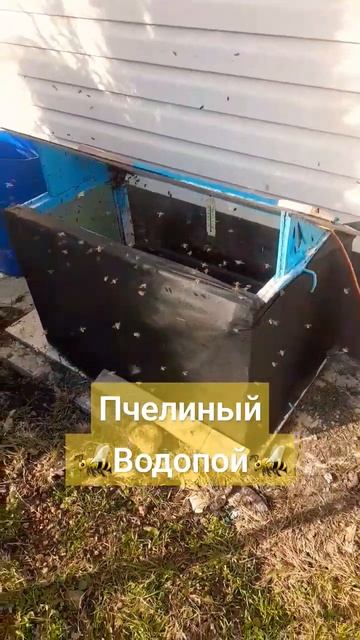 Пчелиный водопой. Теплая поилка 9.02.2024 #пасека #пчелы #пчеловодство #хобби смотреть онлайн