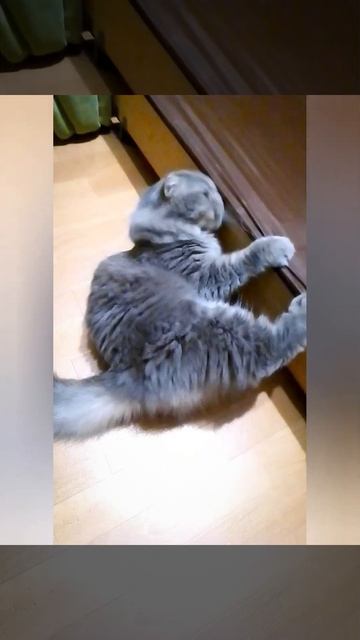 Funny cats video  shorts short shortvideo shortsvideo funny cute cats funnyvideo