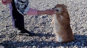 Собака Муха на пляже выполняет команды / Perrito Muha entiende órdenes