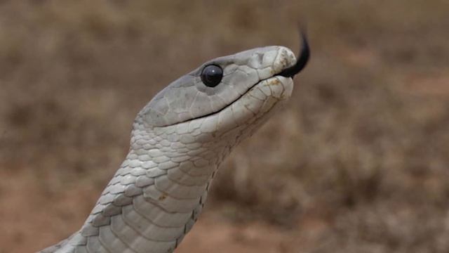 A világ 10 legveszélyesebb állata