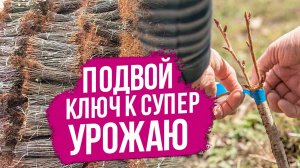 Как сделать плодовый сад супер урожайным? Ответ прост: подвой - ключ к успеху.