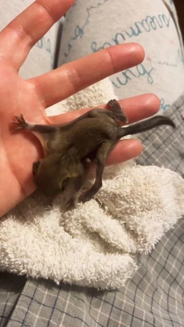 Our first Southern Flying Squirrel! смотреть онлайн