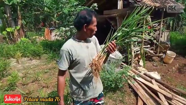 JAHE USIA 4 BULAN SUDAH PANEN UNTUNG BERLIPAT GANDA,keuntungan tanam jahe,panen jahe,keuntungan jah смотреть онлайн