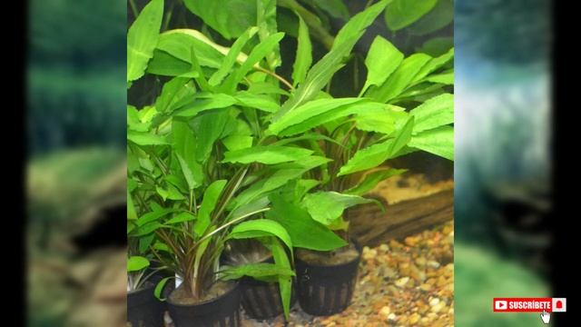 Cryptocoryne wendtii смотреть онлайн