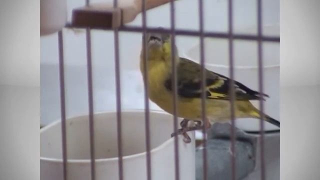 Yarellzeisig Zucht bei Günter Eichele. Spinus Yarelli.Yellish breed. смотреть онлайн