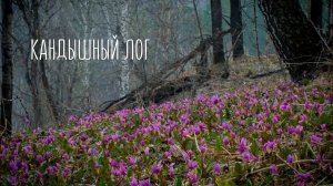 Кандышный лог. Фотообраз