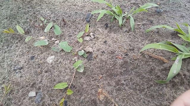 Где найти муравьиных маток? смотреть онлайн