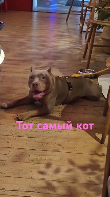 #кошки_приколы_hd #приколы_про_котов #кошки #смех #животные #catvideos #спб #москва смотреть онлайн