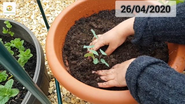 Growing Nasturtiums from seeds and planting nasturtium seedlings in different scenarios in garden