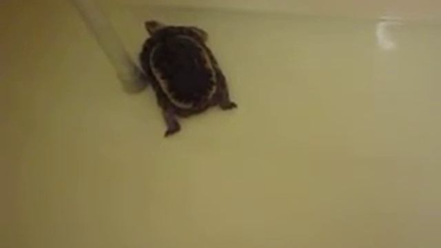 Tori getting her Bath. смотреть онлайн