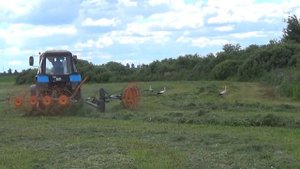 Уборка сенажа 2020: МТЗ 82 сгребает валки с травой