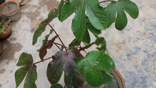 Jatropha gossypifolia plant смотреть онлайн