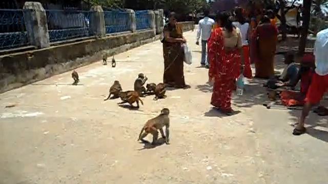 Monkeys in the temple of Goddess Tara Tarini ( near Gopalpur , Orissa)