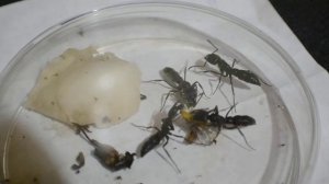 Dinoponera longipes   DSC 0108