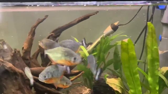 Top 10 Piranha Facts You Didn’t Know - Red Bellied Piranha, Black Piranha and Mega Piranha смотреть онлайн