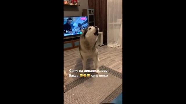 За жизнью собаки породы хаски наблюдают тысячи подписчиков смотреть онлайн