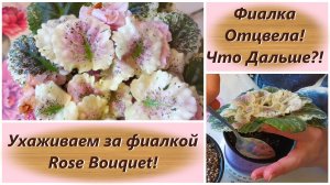 Фиалка Отцвела! Что Дальше! Ухаживаем за фиалкой Rose Bouquet!