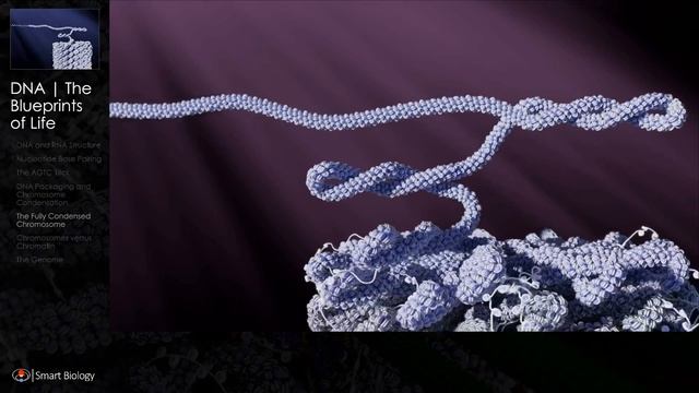 Smart Biology | LIFE Unit 3 | Genetics | The Cycle of Life смотреть онлайн