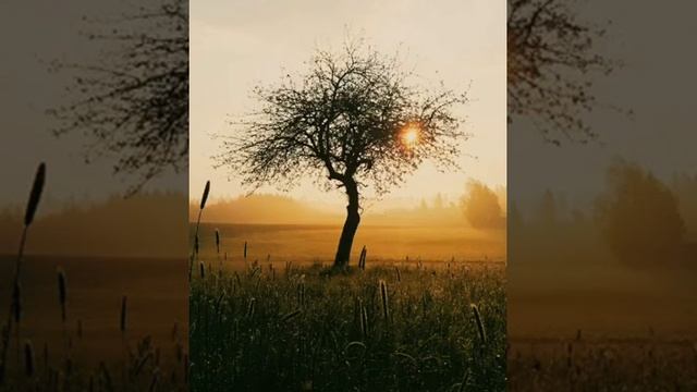 Suna jungal raat andheri kalam e aala hazrat by rashid madani смотреть онлайн