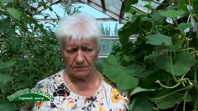 Арбузы, дыни, перцы, томаты в саду Сараевой Татьяны смотреть онлайн