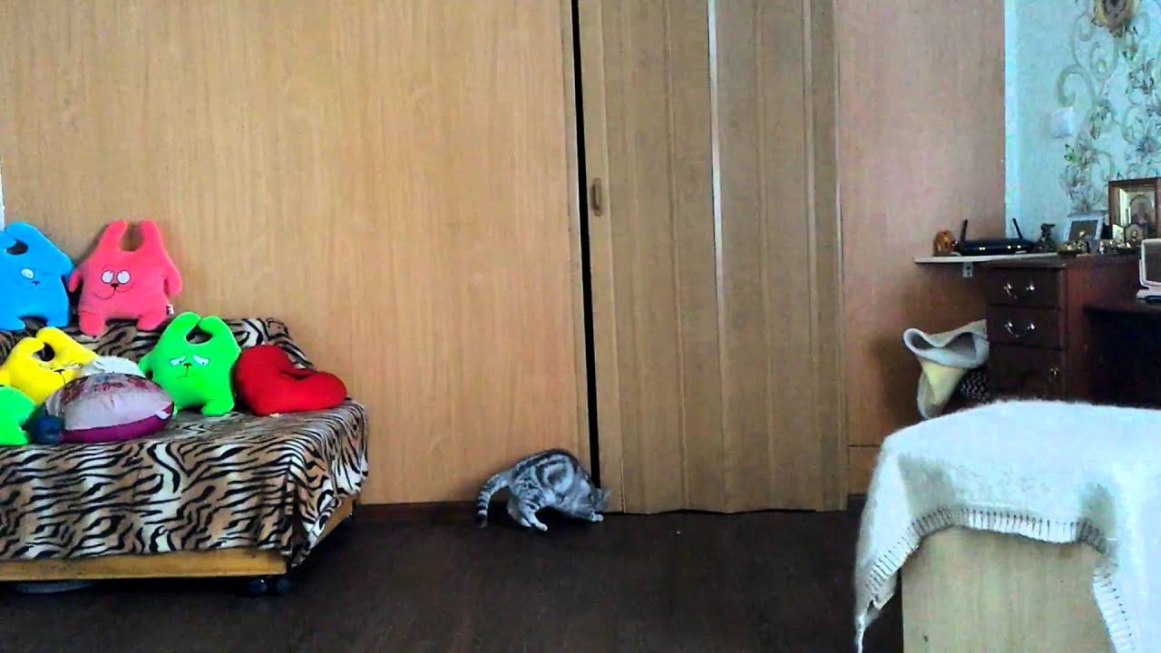 Боня проходит сквозь стену смотреть онлайн