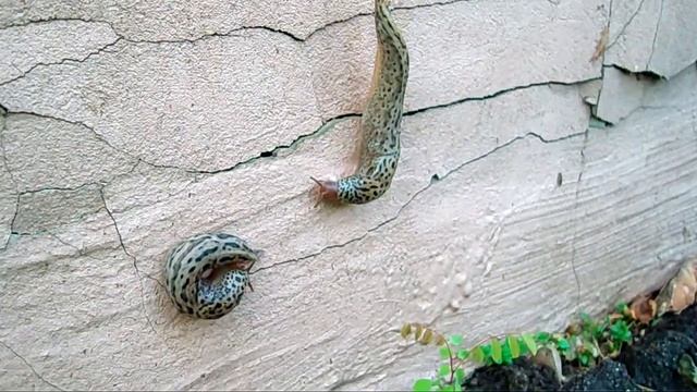 Limax maximus after copulation-2 Hrodna 07-2011 by Dz.Vincheuski.mov смотреть онлайн