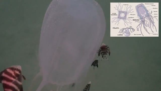 Características  y Distribución de (Atrax robustus), (Chironex fleckeri) y (Crotalus durissus) смотреть онлайн