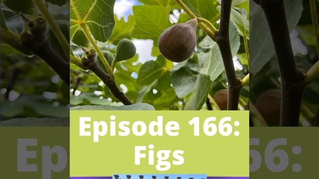 Figs смотреть онлайн