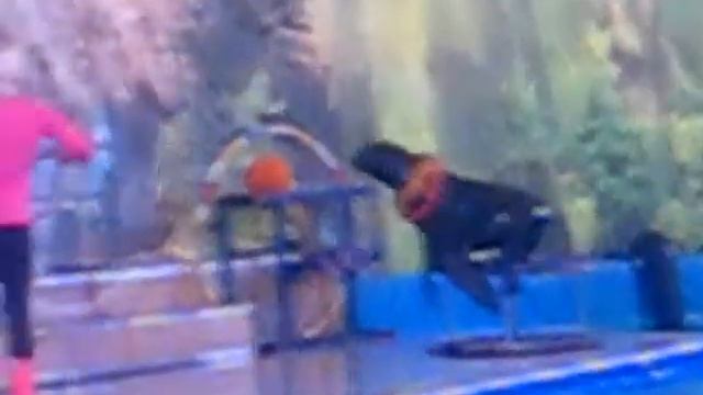 Тюлень зажигает! Дельфинарий в Петербурге/Seal dancing! смотреть онлайн