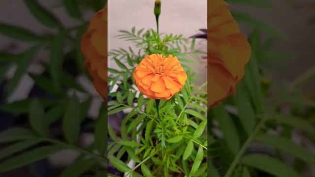 first flower in my winter garden #flowergardening #plantpropagation #gardeningtipsandtricks #plant