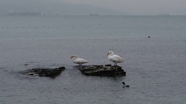 Новороссийск. 20 декабря 2016 г. смотреть онлайн