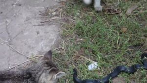 Кошка принесла котятам змею.