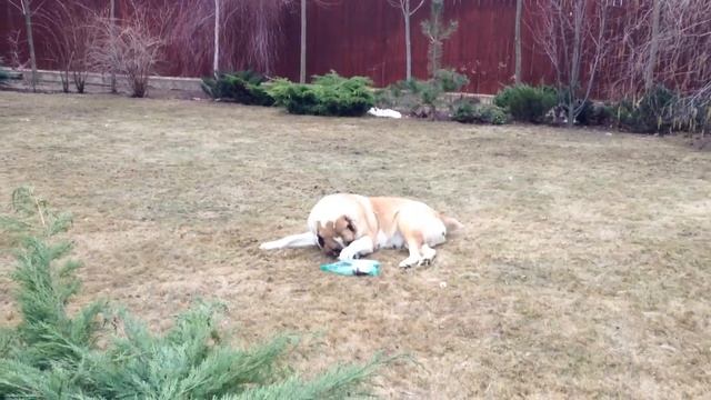 Чумачечая Маруся смотреть онлайн