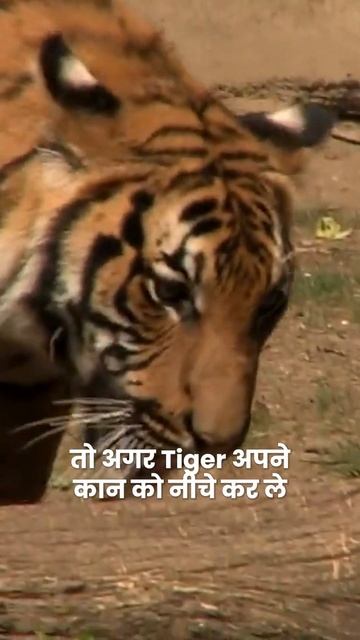 Facts about Tigers! | Anushya смотреть онлайн