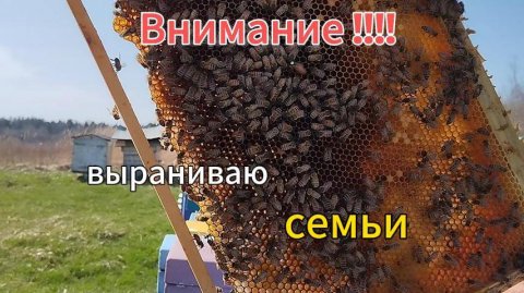 доброго времени суток коллеги! выравниваю семьи #пчеловодство#пчелы